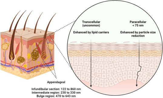 Particle size required for drug delivery through skin.